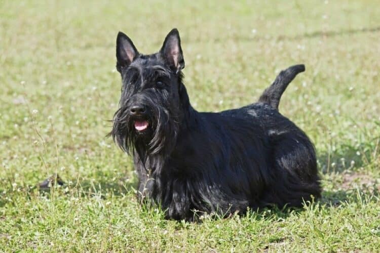 black scottish terrier in the meadow