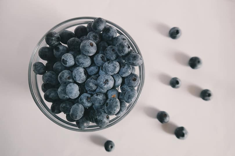 Are Blueberries Toxic to Dogs? What Do I Do If They Eat One? Pango Pets