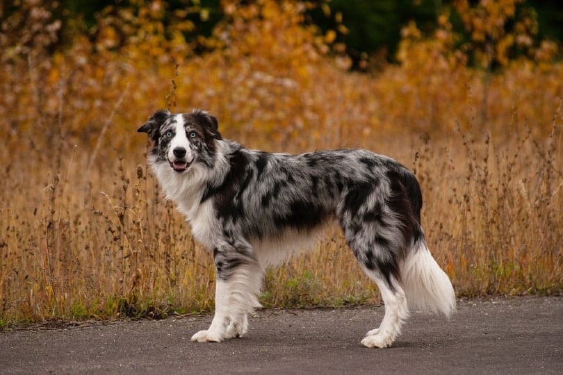 Are Border Collies Hypoallergenic? An Allergy Sufferer's Guide to Dogs