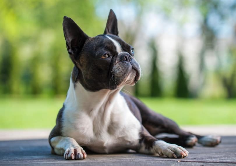 boston terrier dog lying