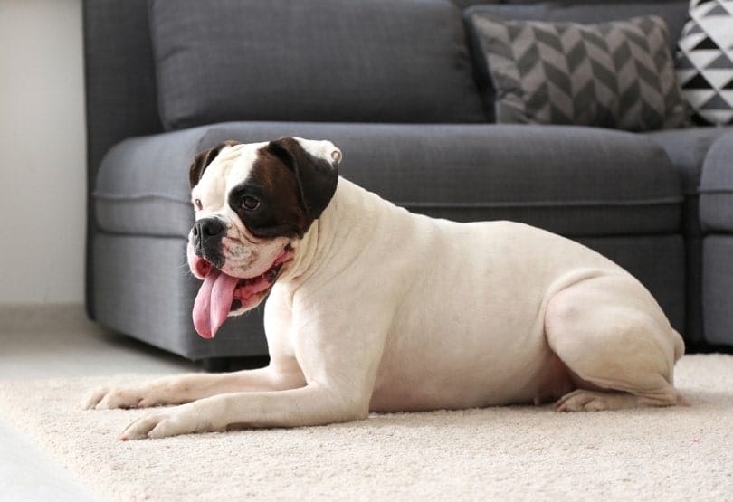 are-boxers-good-with-cats-the-surprising-answer-pango-pets