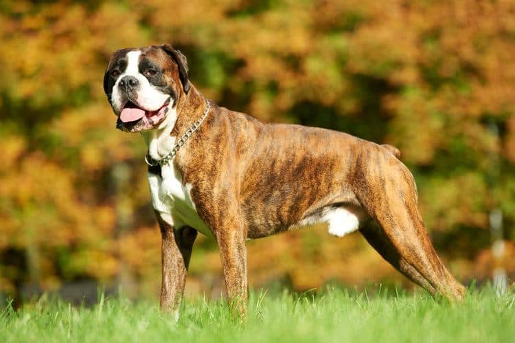 boxer on grass