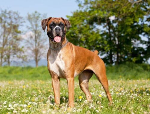 boxer dog standing outdoor