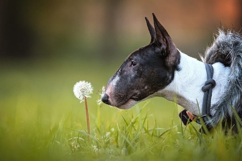 bull terrier sniffing a dandelion