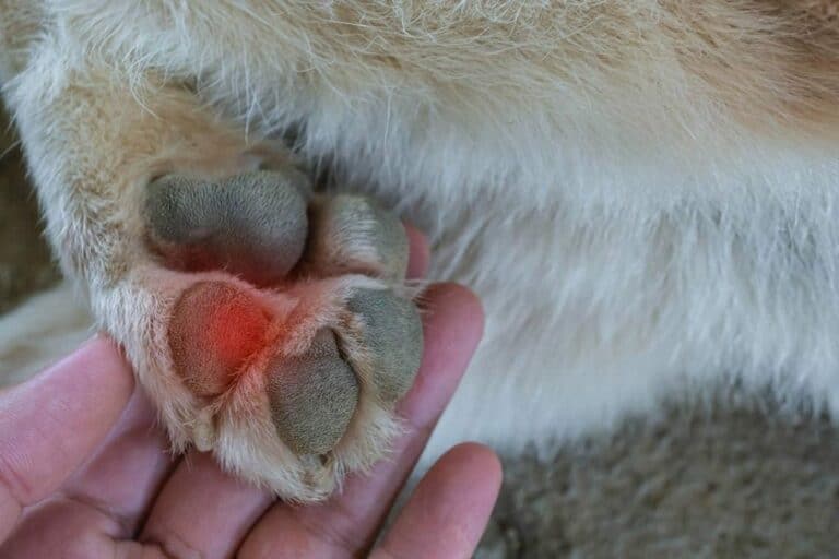 Why Are My Dog’s Paws Red? 4 Possible Reasons Pango Pets