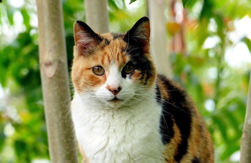 calico cat