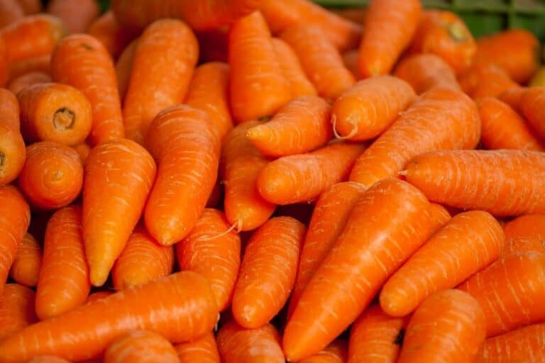 Are Carrots Good for Cats? What Do I Do if They Eat One? Pango Pets