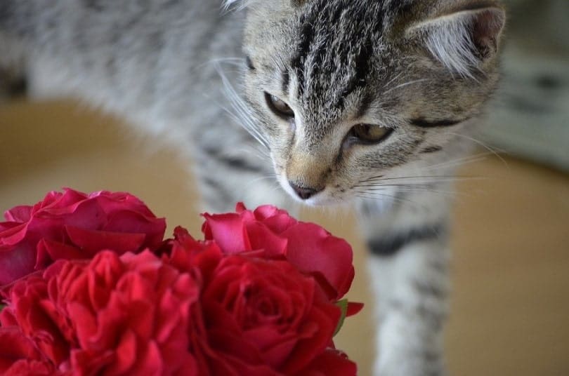 cat smelling roses