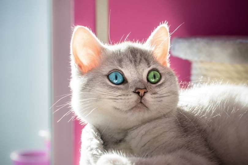 cat with green and blue eyes