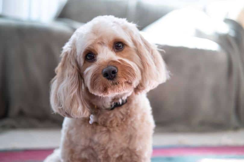 Are Cavapoos Hypoallergenic? An Allergy Sufferers Guide to Dogs | Pango ...