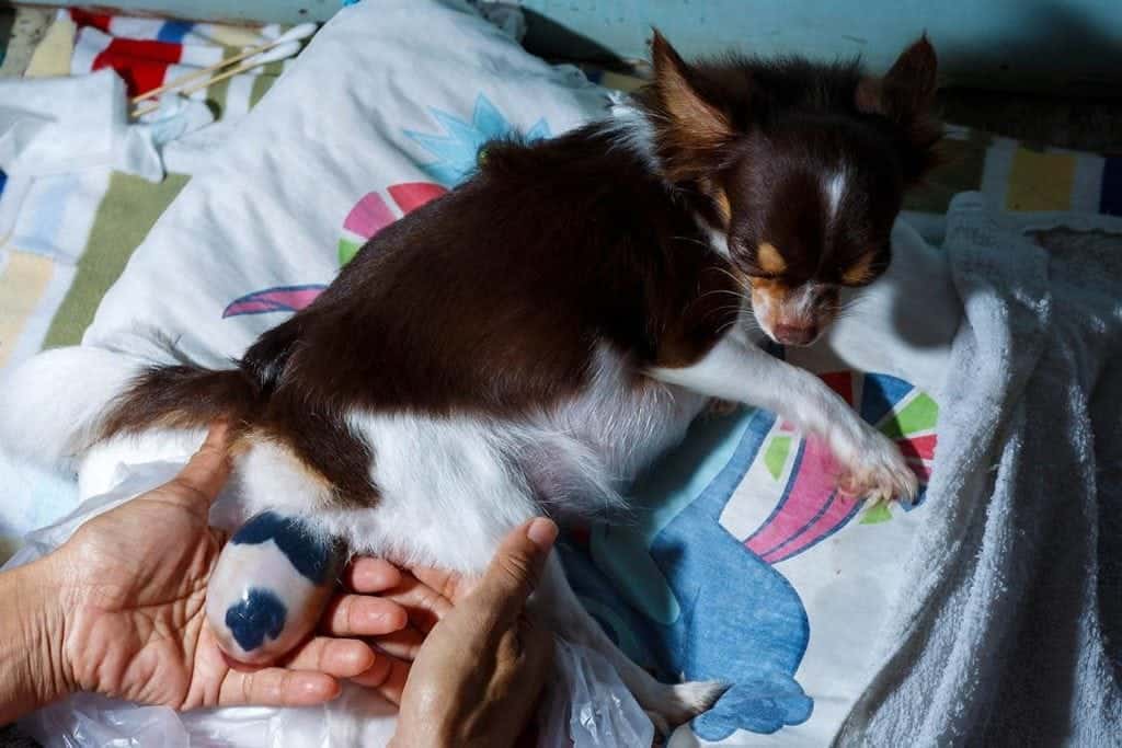 chihuahua giving birth