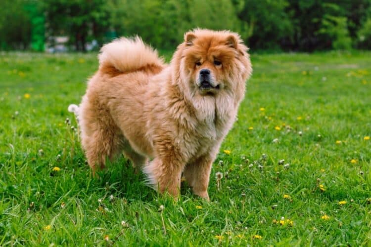 chow chow dog standing on grass