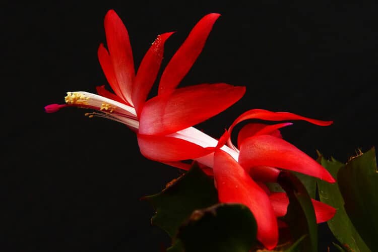 christmas cactus flower