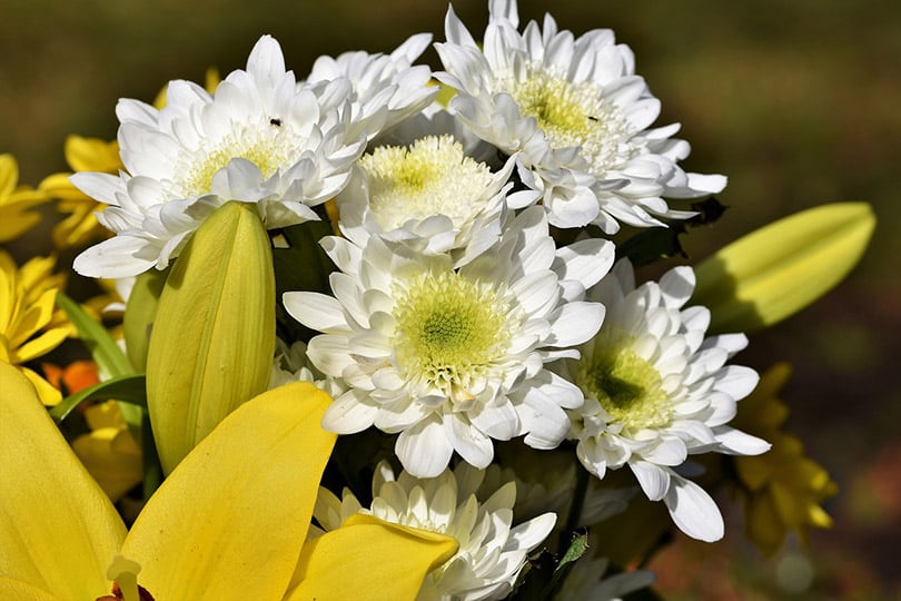 chrysanthemum plant