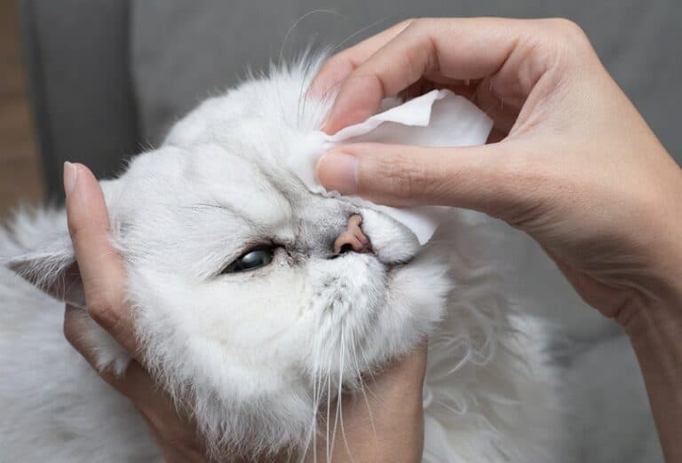 How To Clean Cat Eye Boogers (Cat Eye Discharge) In 6 Simple Steps