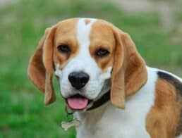 close up of a beagle's face