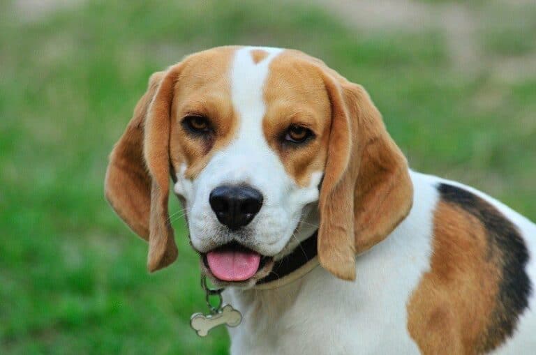 Are Beagles Hypoallergenic? An Allergy Sufferers Guide to Dogs Pango Pets
