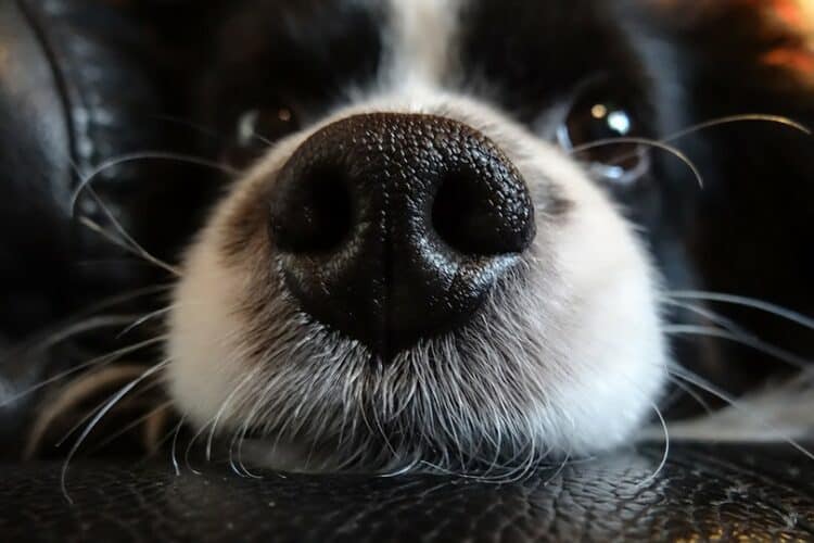 close up of a black and white dog's wet nose