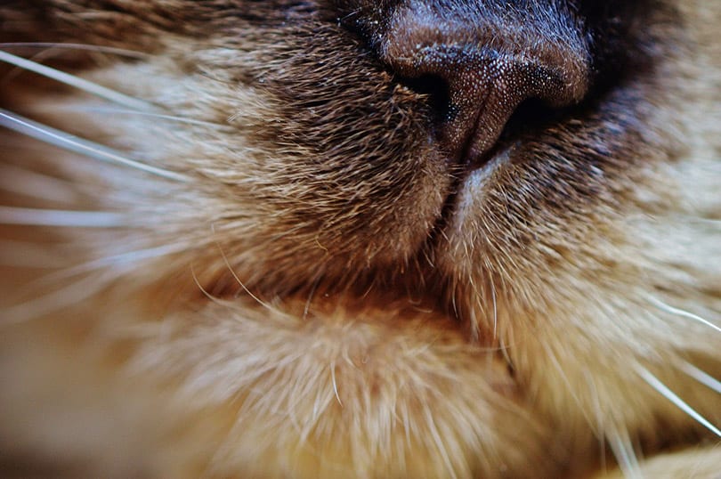 Why Are Cats’ Noses Wet? 3 Typical Reasons Pango Pets