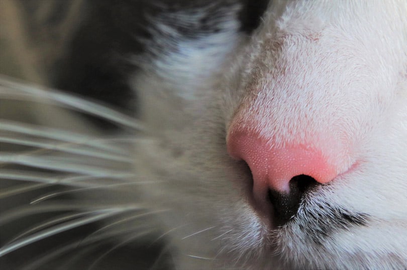 close up of a cat's nose and whiskers