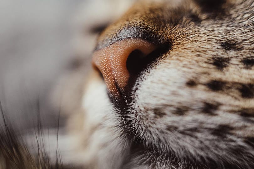 Why Are Cats’ Noses Wet? 3 Typical Reasons Pango Pets