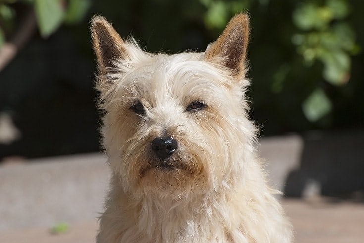 close up of a face of a cairn terrier