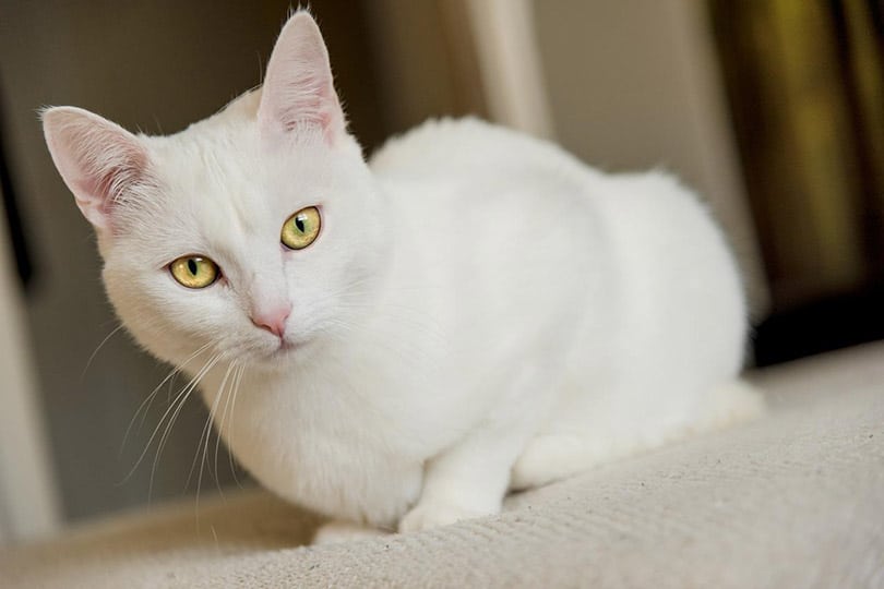 close up of a white cat