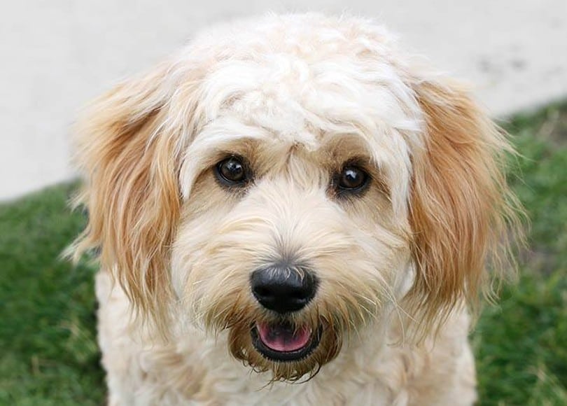 close up of cavachon dog