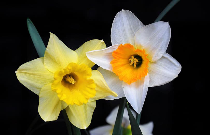 close up of daffodil flowers