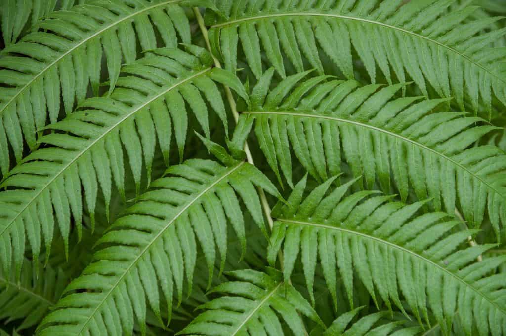 Are Ferns Toxic To Dogs? What Do I Do If They Eat One? Pango Pets