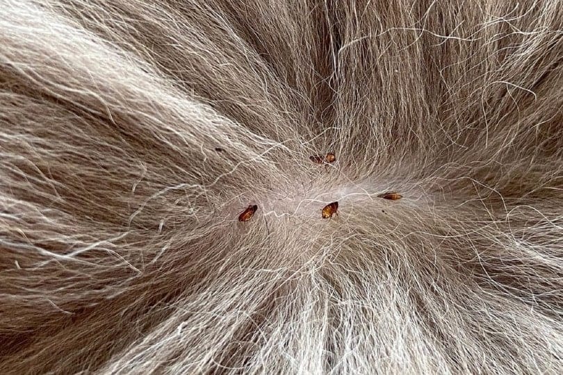 close up of fleas on pet fur