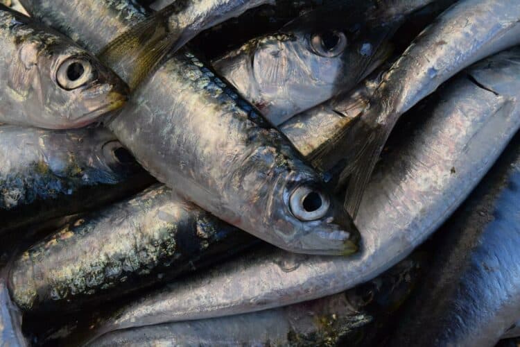 close up of sardines