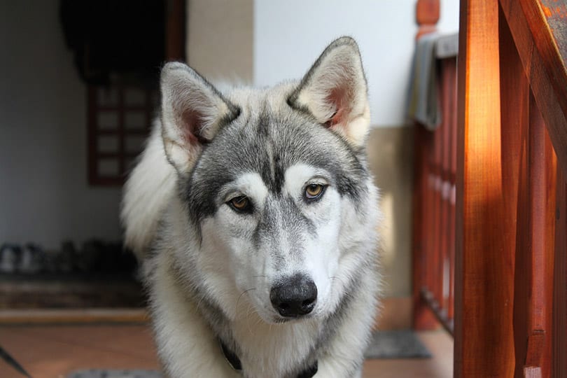 close up of siberian husky