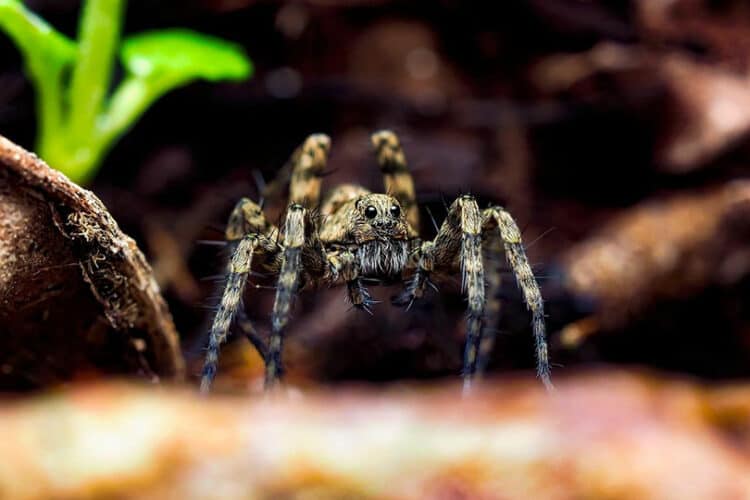 close up of wolf spider