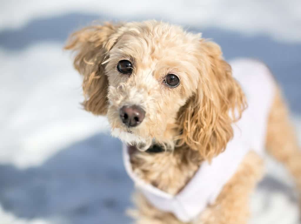 cockapoo out in the snow