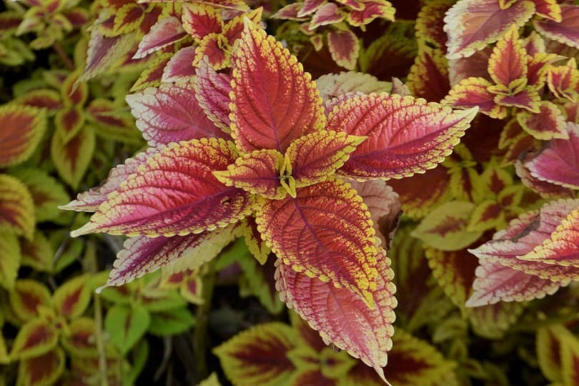 Are Coleus Plants Toxic to Cats? What Do I Do If They Eat One? Pango Pets