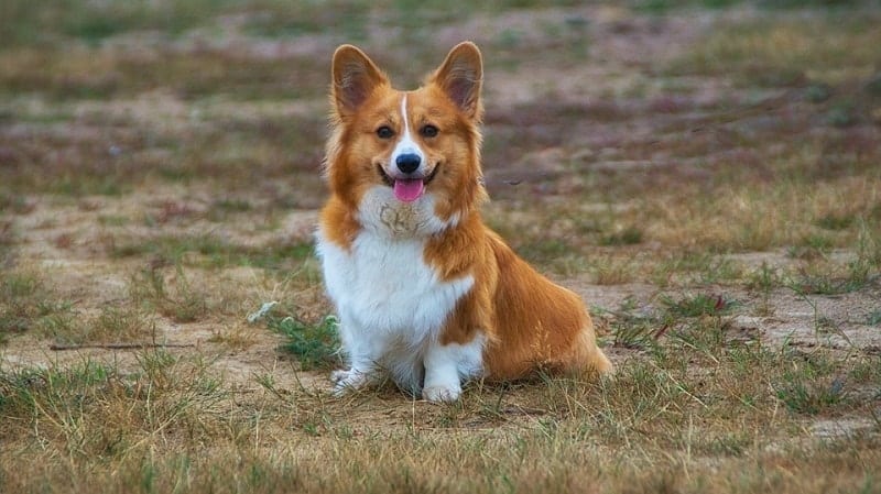 corgi dog outdoors