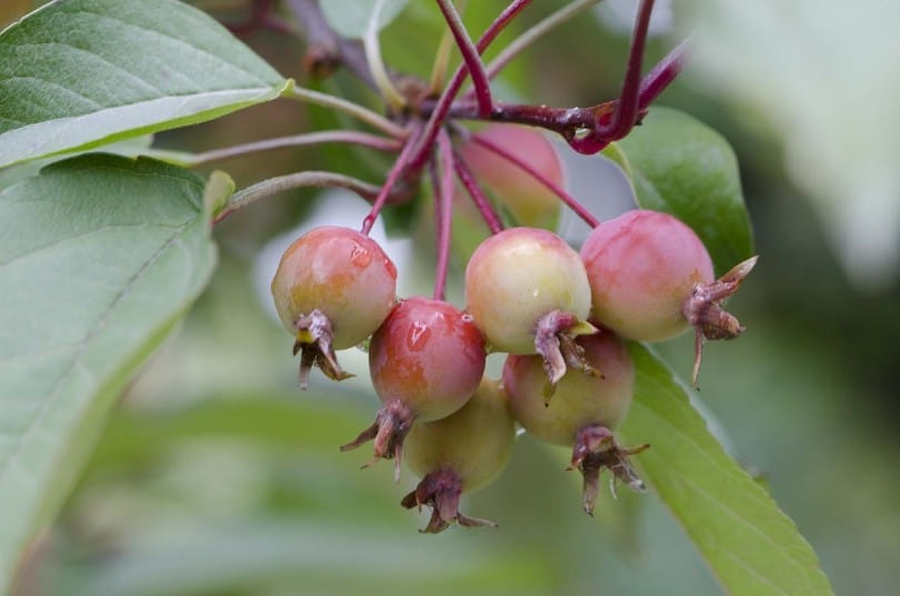 crab apples