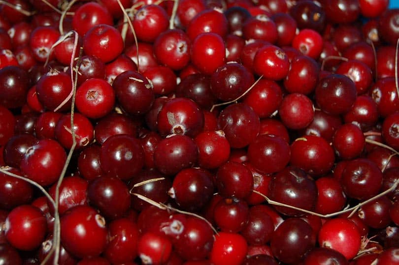 cranberries