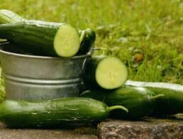 cucumbers in a pail