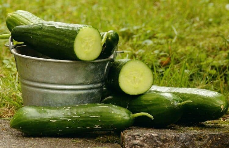 cucumbers in a pail