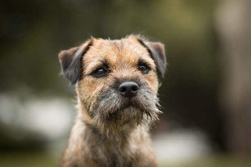 cute purebred border terrier portrait