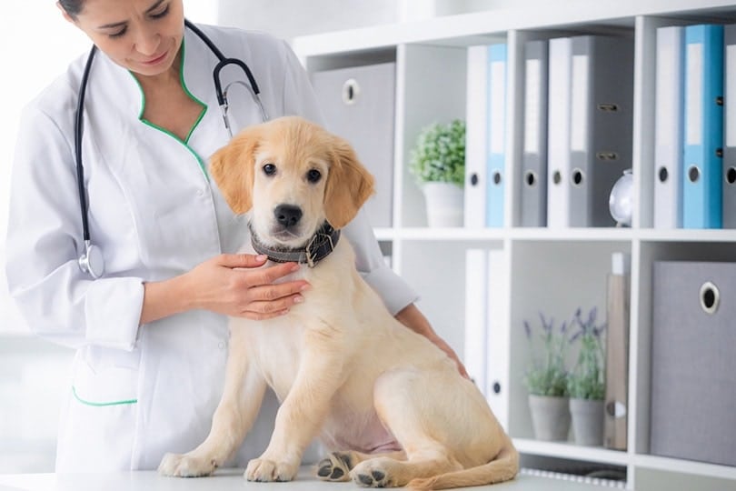 cute young dog in veterinarian hands