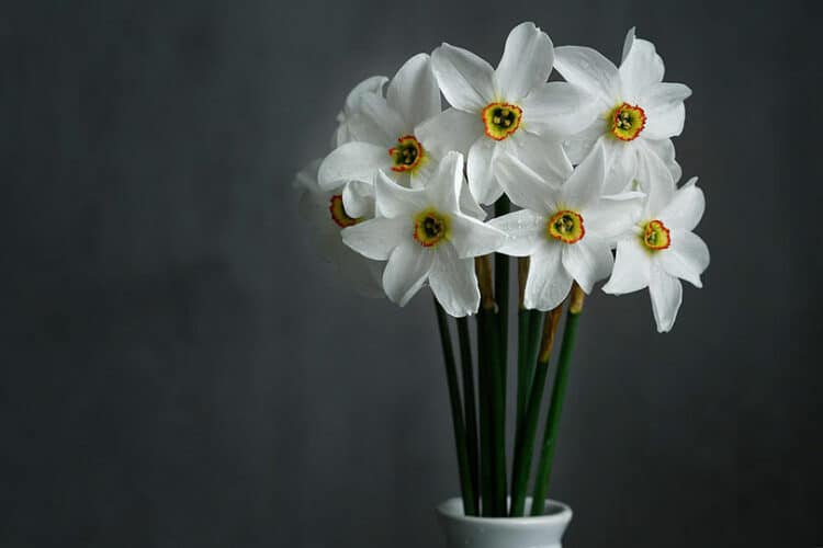 daffodils in a white vase