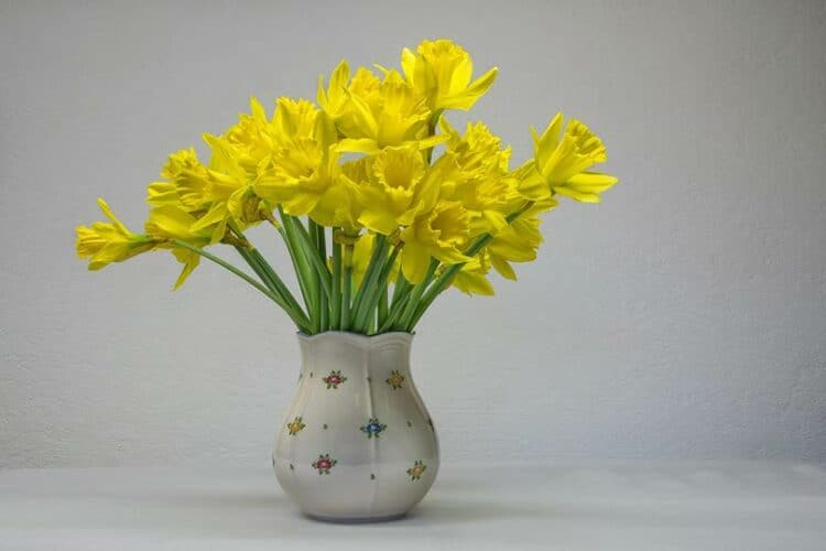 daffodils in flower vase