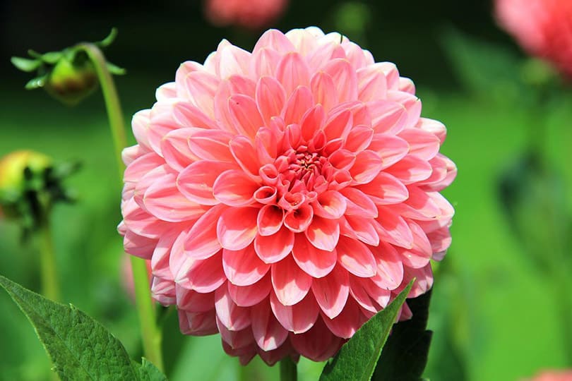Are Dahlias Poisonous to Cats? What Do I Do If They Eat One? - Pango Pets