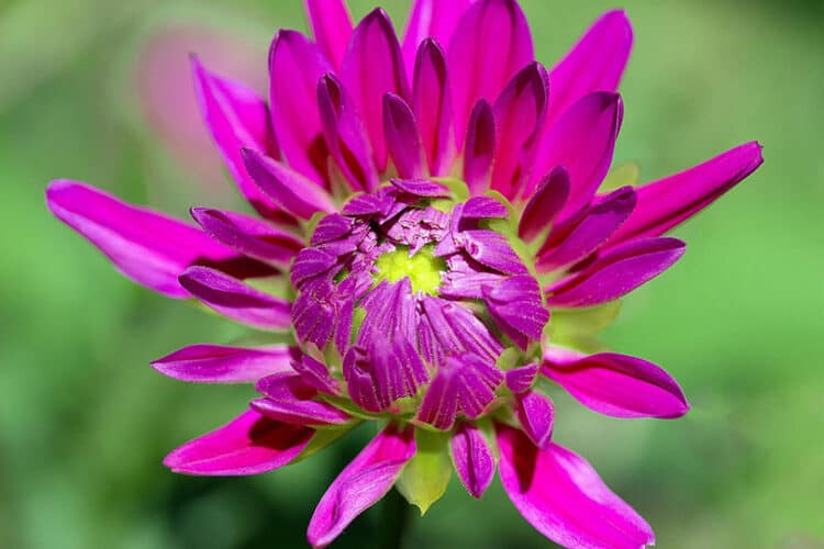 Are Dahlias Poisonous to Cats? What Do I Do If They Eat One? Pango Pets