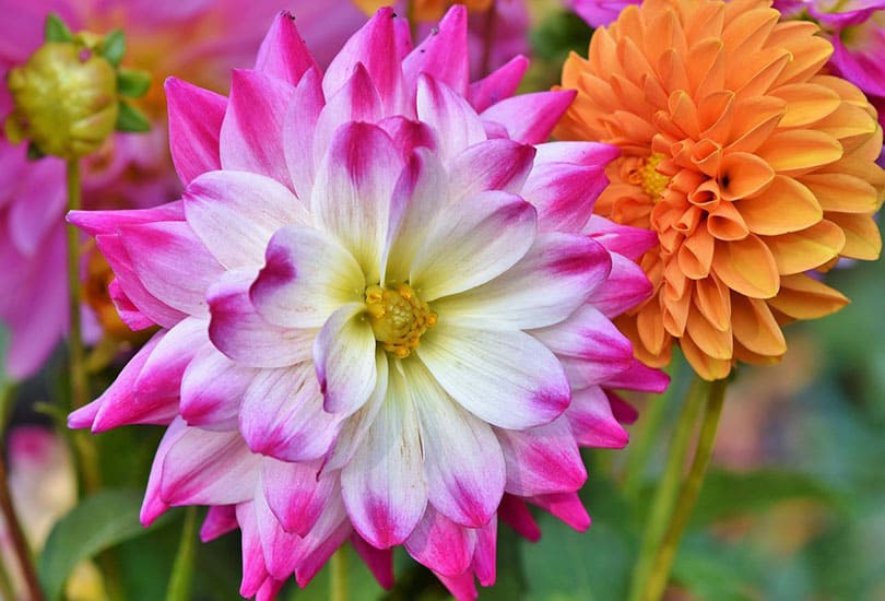 Are Dahlias Poisonous to Dogs? What to Know & Do! Pango Pets