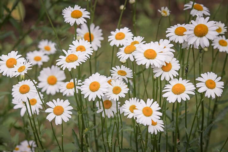 Are Daisies Toxic to Cats? What Do I Do If They Eat One? Pango Pets