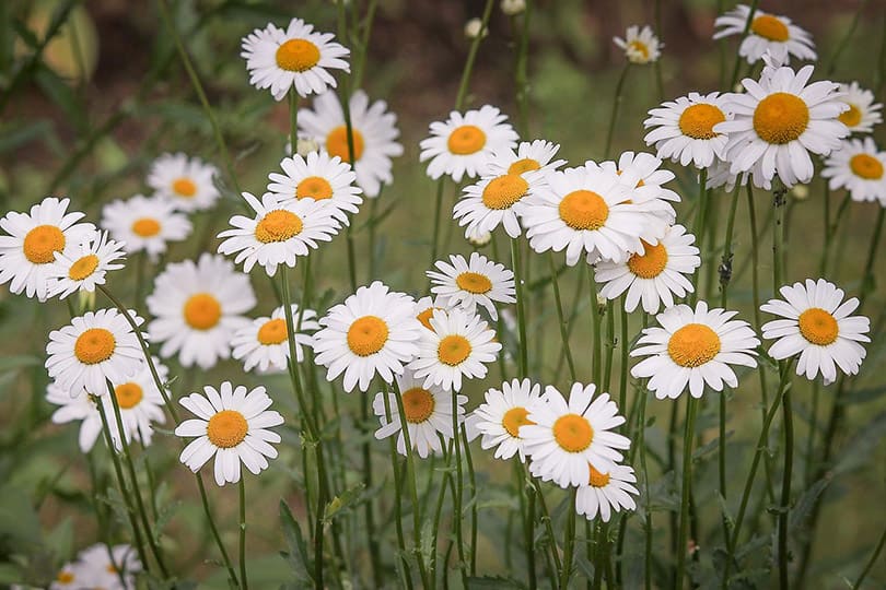 Are Daisies Toxic to Cats? What Do I Do If They Eat One? Pango Pets